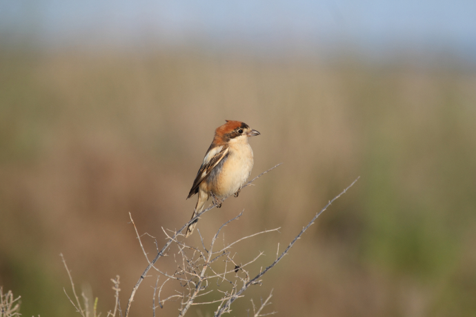 Pie-grièche à tête rousse